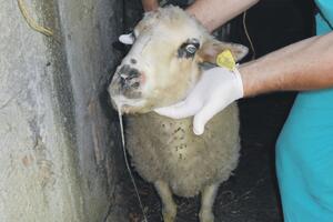 Plavi jezik i u Crnoj Gori: Najopasniji za ovce, ali i goveda