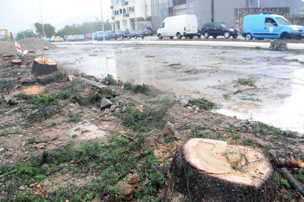 posječena stabla, Jola Piletić, Foto: Vesko Belojević