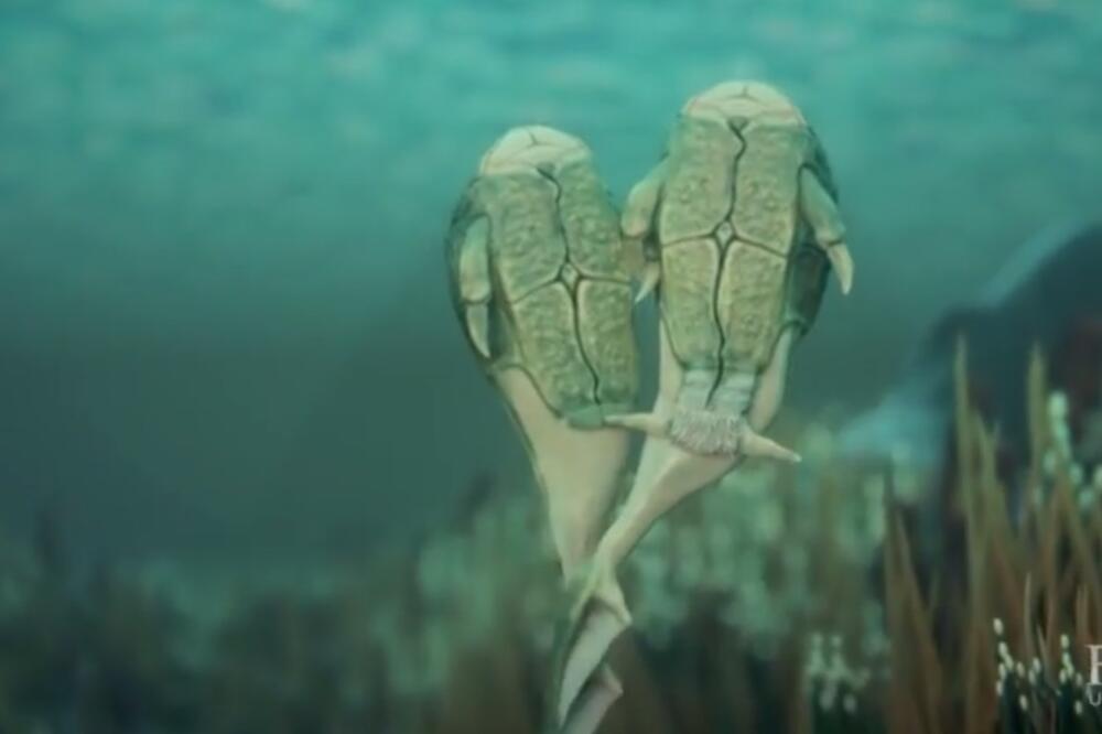 Placoderme, Foto: Screenshot (YouTube)