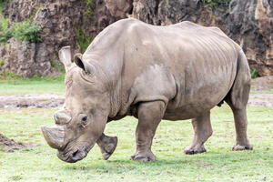 Uginuo jedan od posljednjih sedam bijelih nosoroga