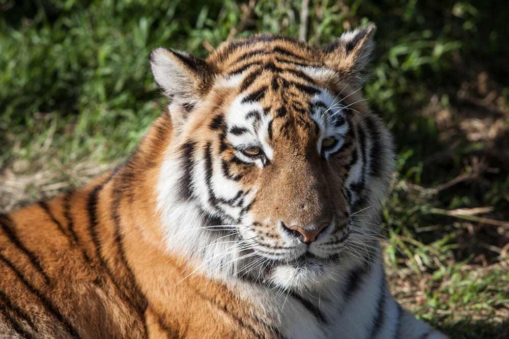 leopard, Foto: Shutterstock