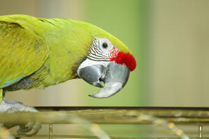 Zašto papagaji čupaju sopstveno perje?