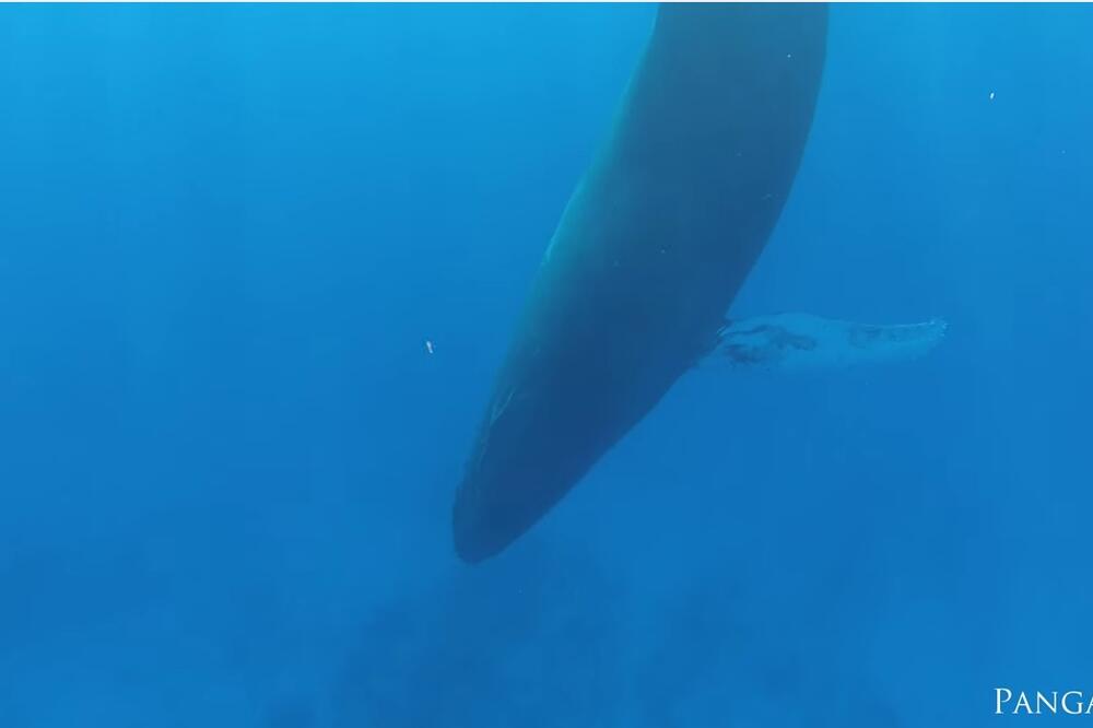 Kit spava, Foto: Screenshot (YouTube)