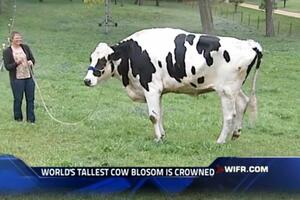 Ovo je najvisočija krava na svijetu
