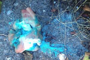 Psi u opasnosti zbog otrova širom grada