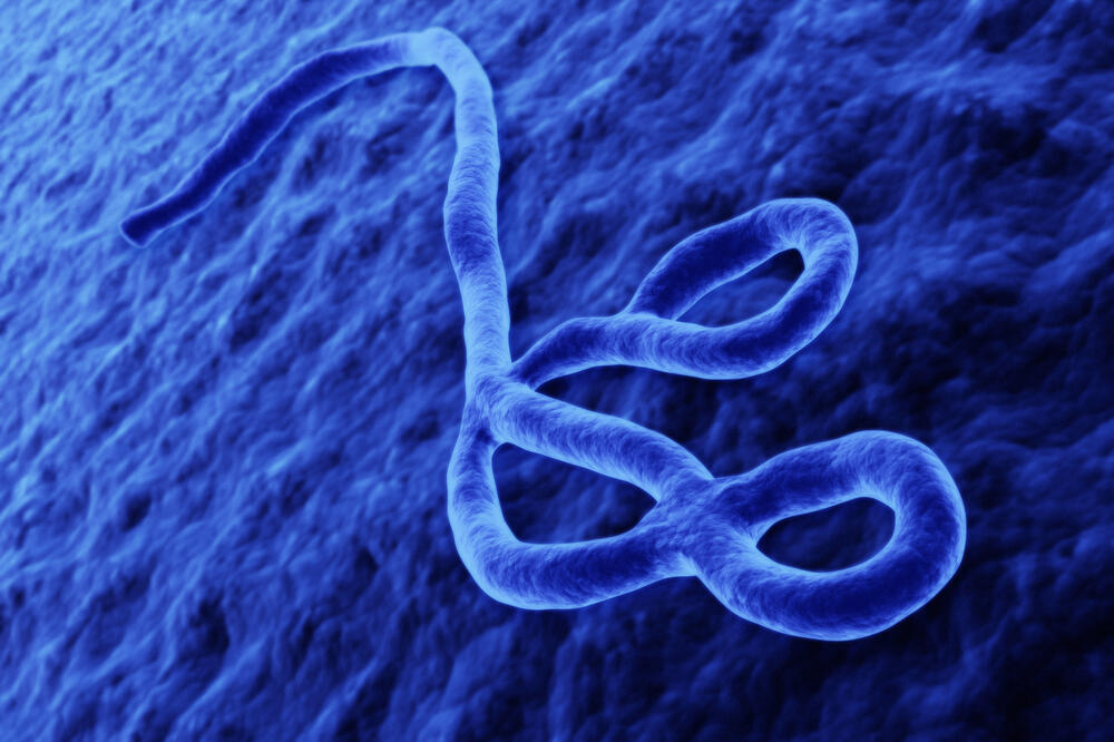 virus ebola, Foto: Shutterstock