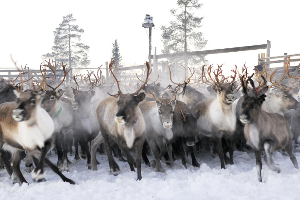 Irvasi, Foto: Shutterstock