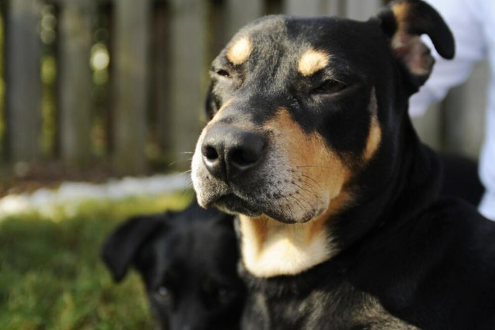 Lazarus, Foto: Beta/AP