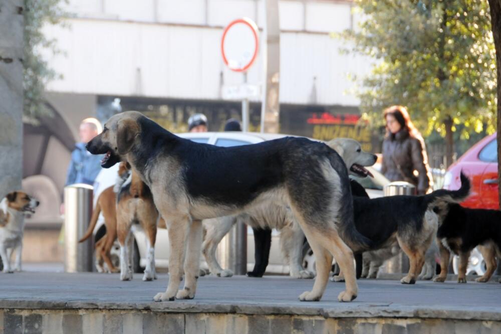 Psi lutalice, Foto: Luka Zeković