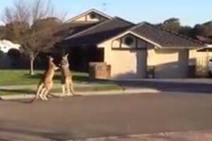 Ulična tuča kengura