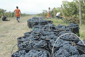 Kraljičina savjetnica hvali crnogorski vranac