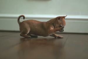 Čivava i balončići