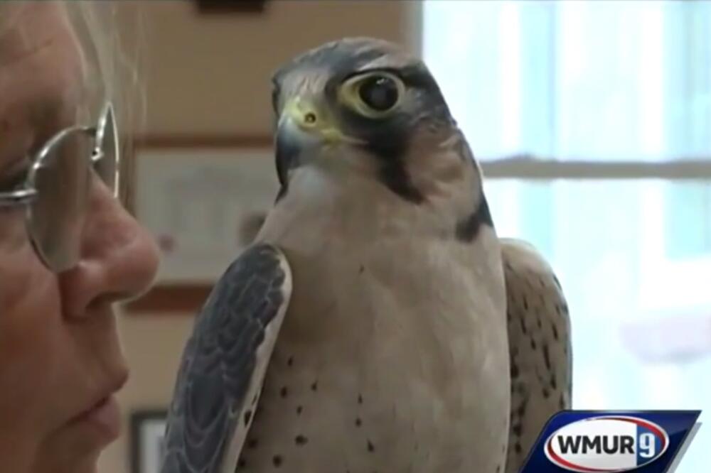 soko kome su operisane oči, Foto: Screenshot (YouTube)