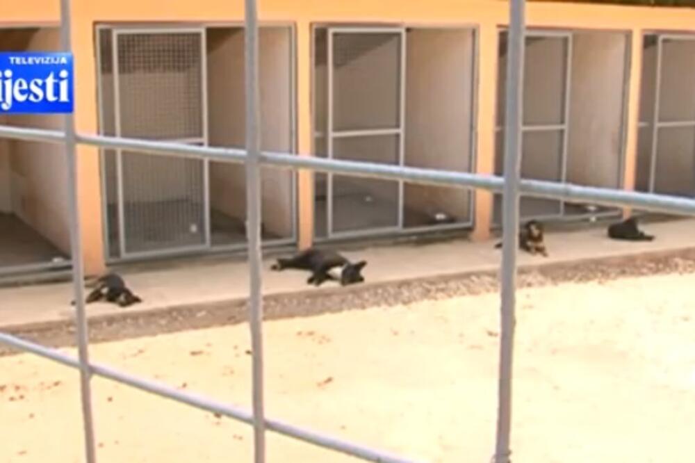 TV Vijesti, trovanje pasa, Foto: Screenshot (TV Vijesti)