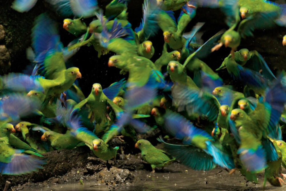životinje, Amazon, Foto: Nationalgeographic.com