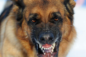 U Crnoj Gori u značajnoj mjeri spriječeno bjesnilo