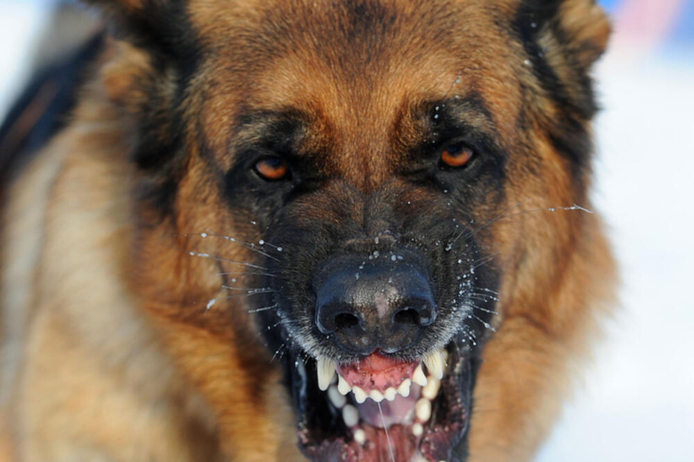 Bjesnilo, Foto: Shutterstock