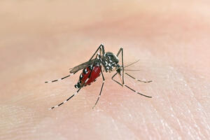 Komarci još uvijek mogu da prenesu virus zapadnog Nila