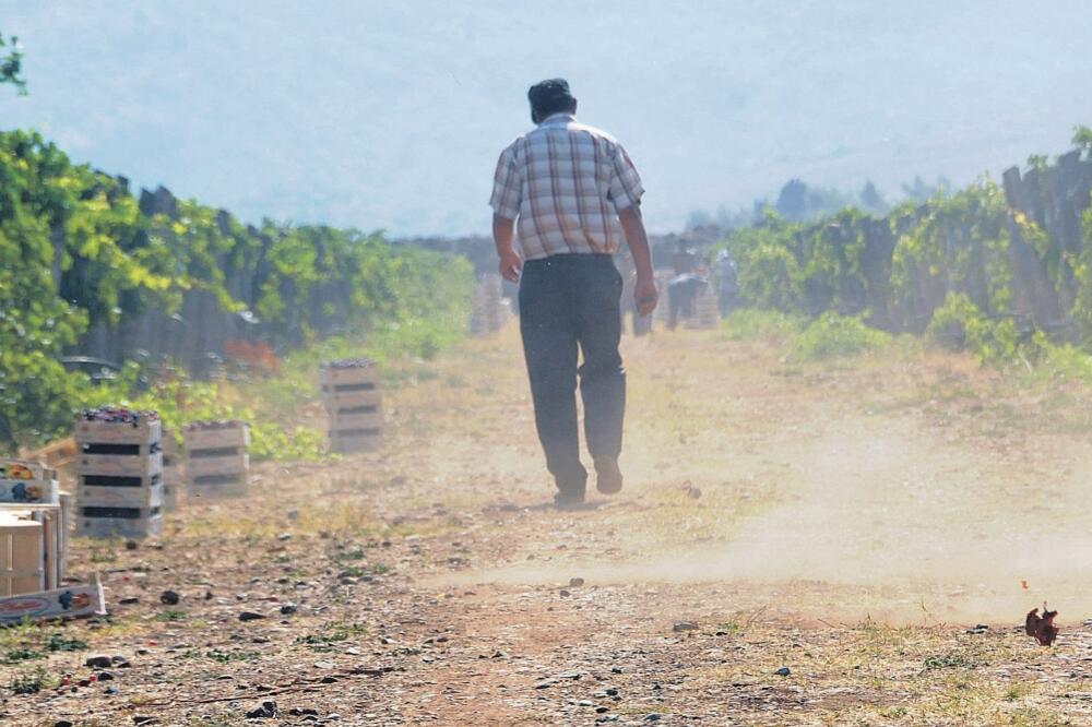 Plantaže, Foto: Luka Zeković