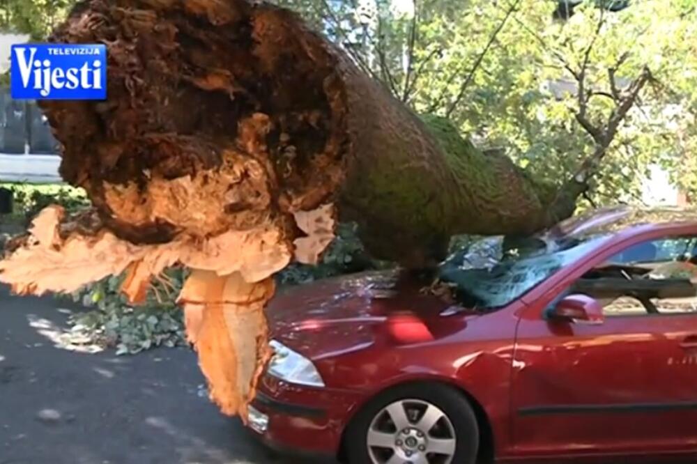 Oboreno stablo u Bokeškoj, Foto: Screenshot (YouTube)