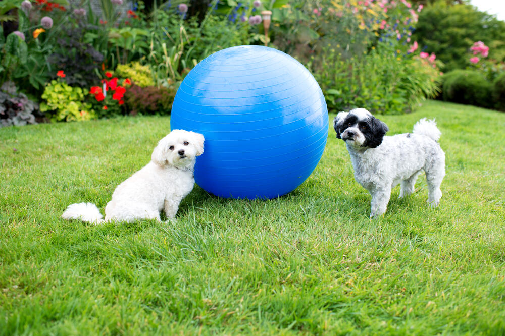 psi, Foto: Shuterstock