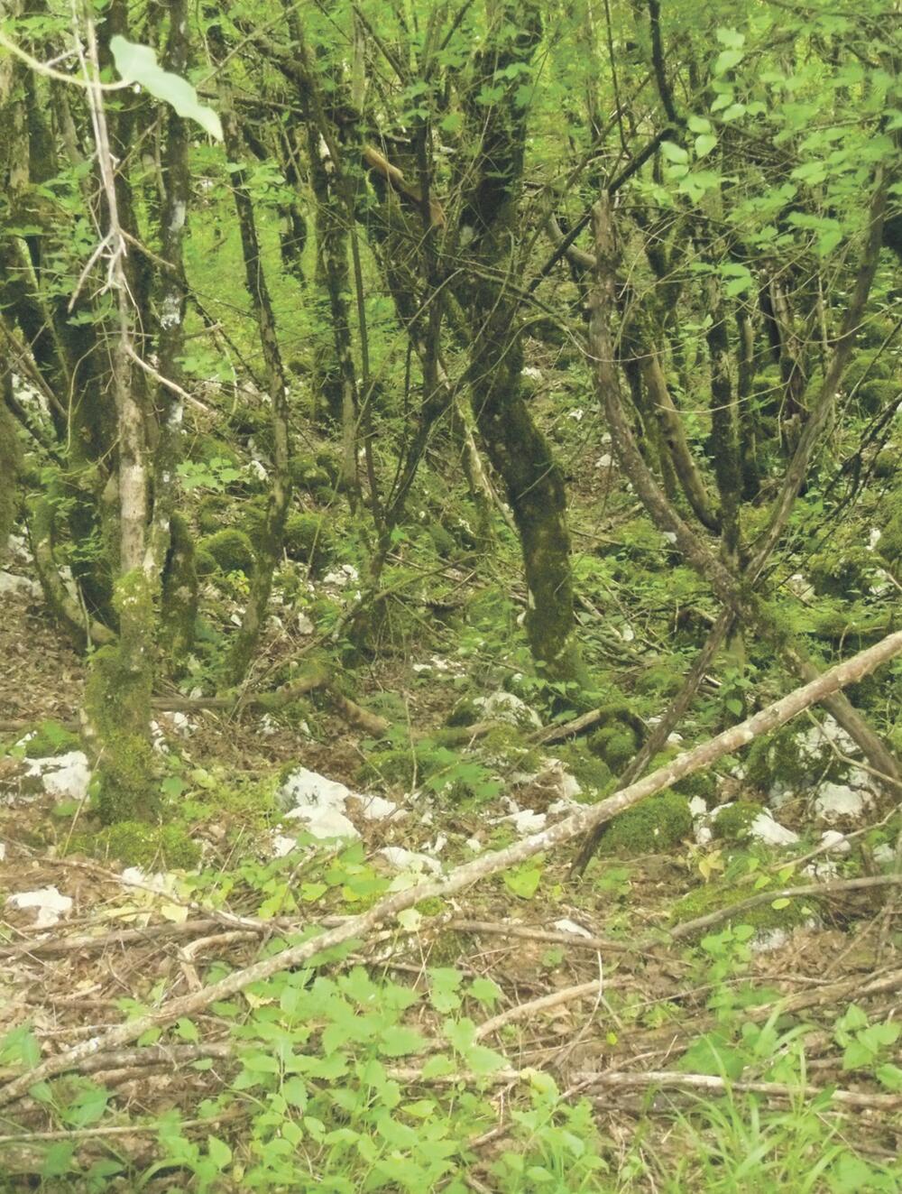 Ostaci bistijerne (Novina)