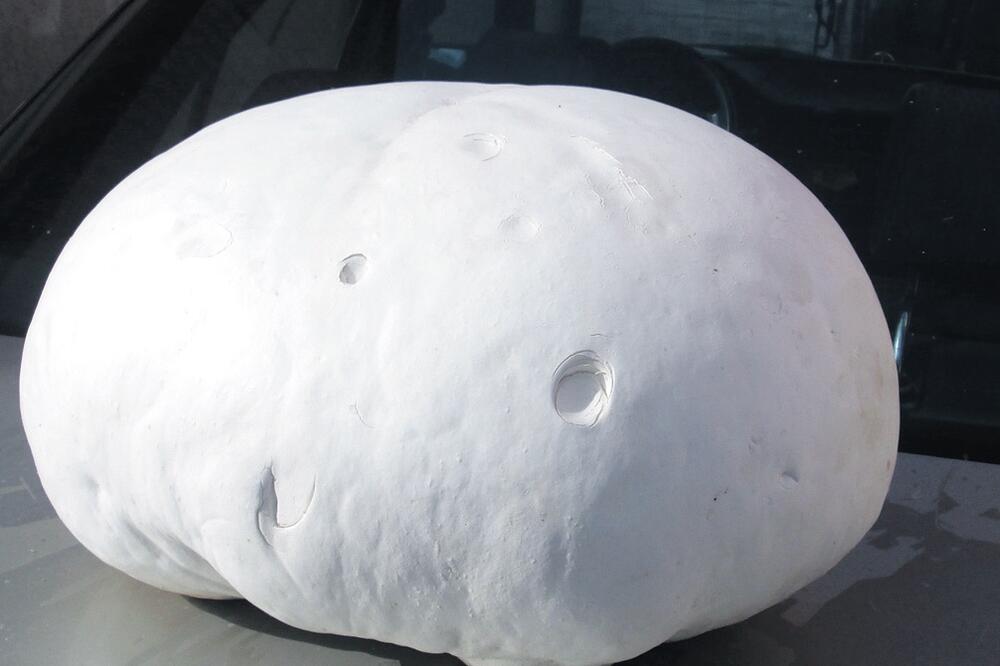 Puhara prečnika preko pola metra, Foto: Dragana Šćepanović