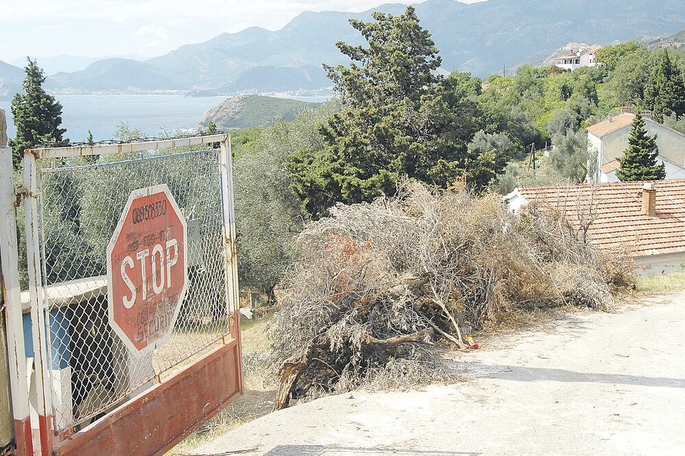 Skočiđevojka, Foto: Savo Prelević