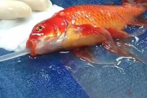 Australija: Veterinar spasio zlatnu ribicu od tumora na mozgu