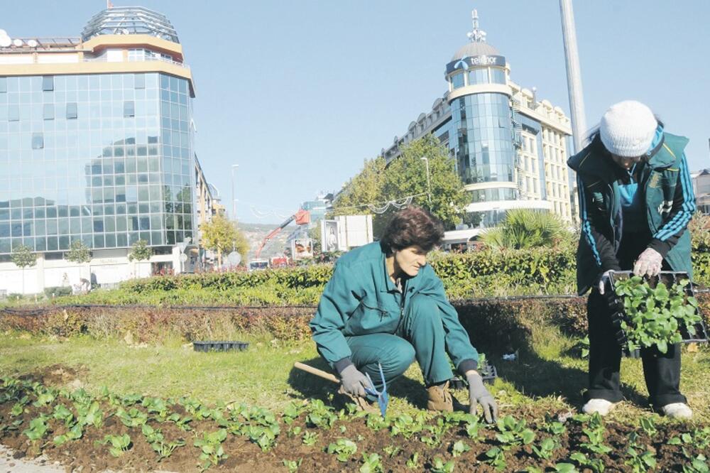 Podgorica, zelenilo, Foto: Vesko Belojević