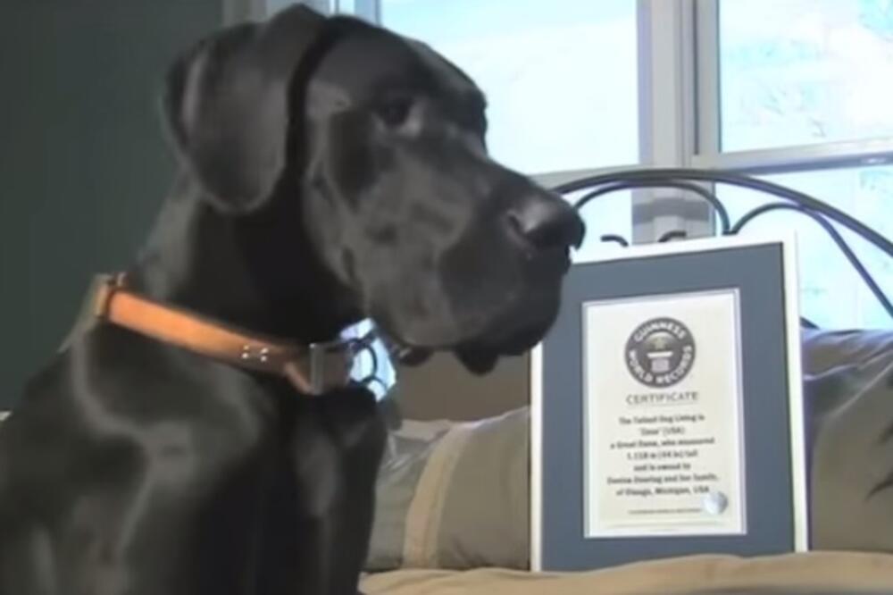 pas Zevs, Foto: Screenshot (YouTube)