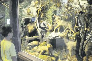 Izložba prepariranih divljih životinja u Podgorici