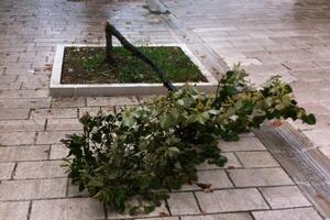 Kome smeta mlado stablo lipe na Cetinju