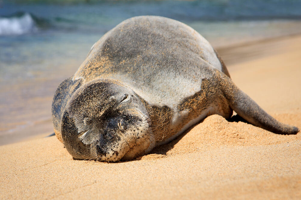 Foka monah, Foto: Shutterstock