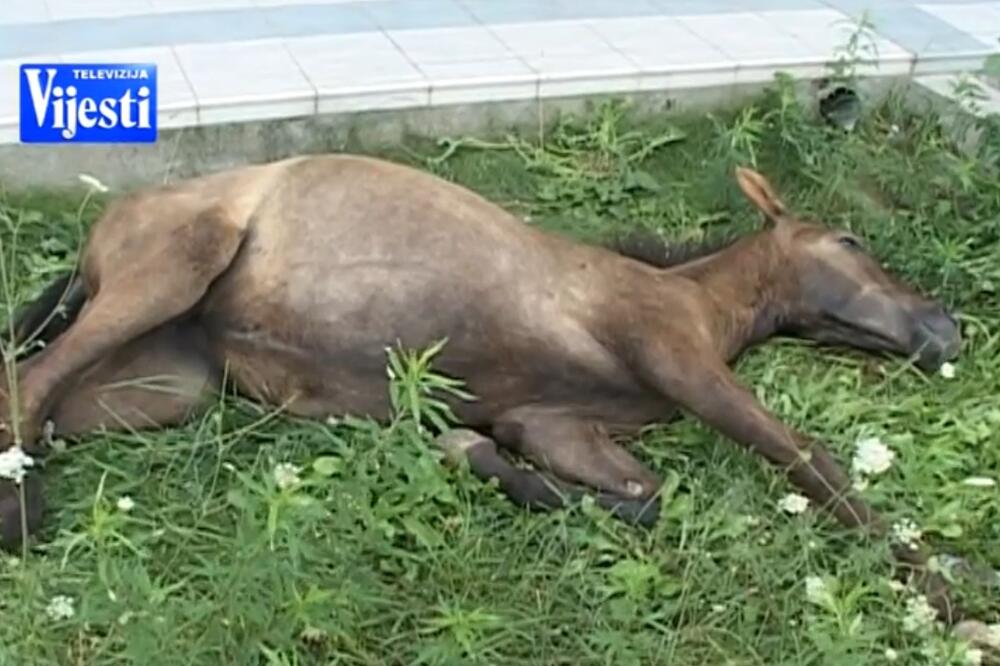 Konj na Starom aerodromu, Foto: TV Vijesti/Marko Mišić