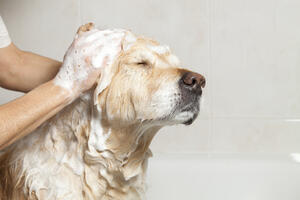 Napravite prirodni šampon za svog psa