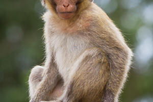 Majmun dijelio novac kao Robin Hud