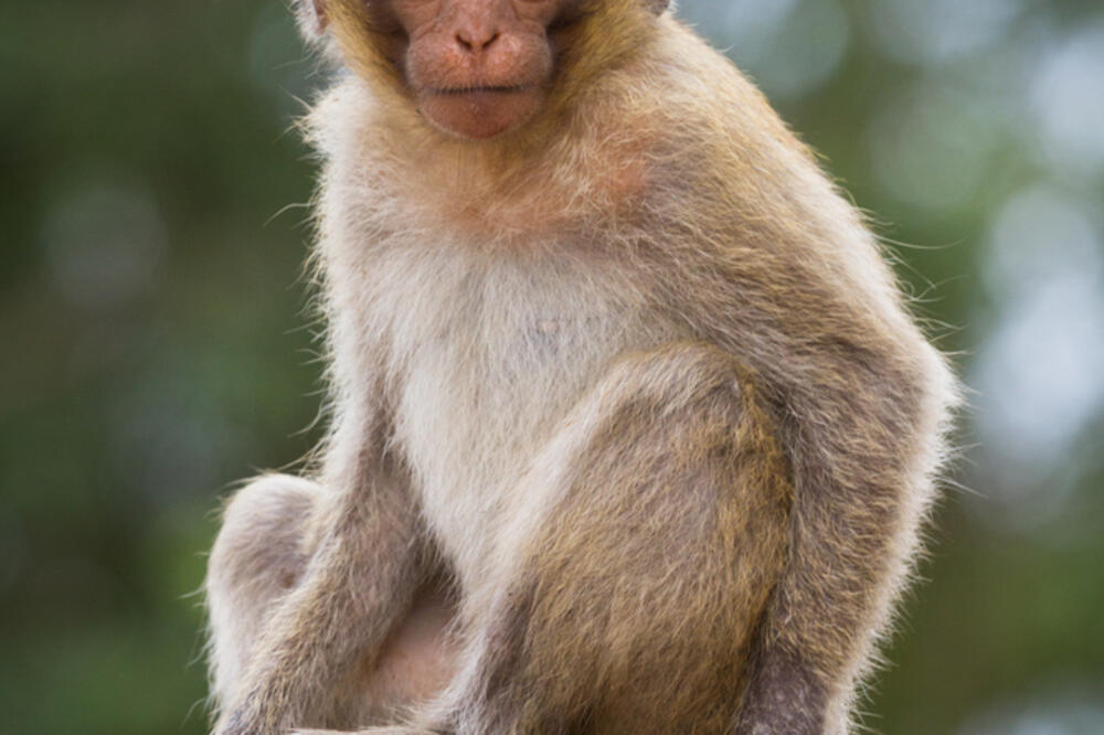 Ilustracija, Foto: Shutterstock.com