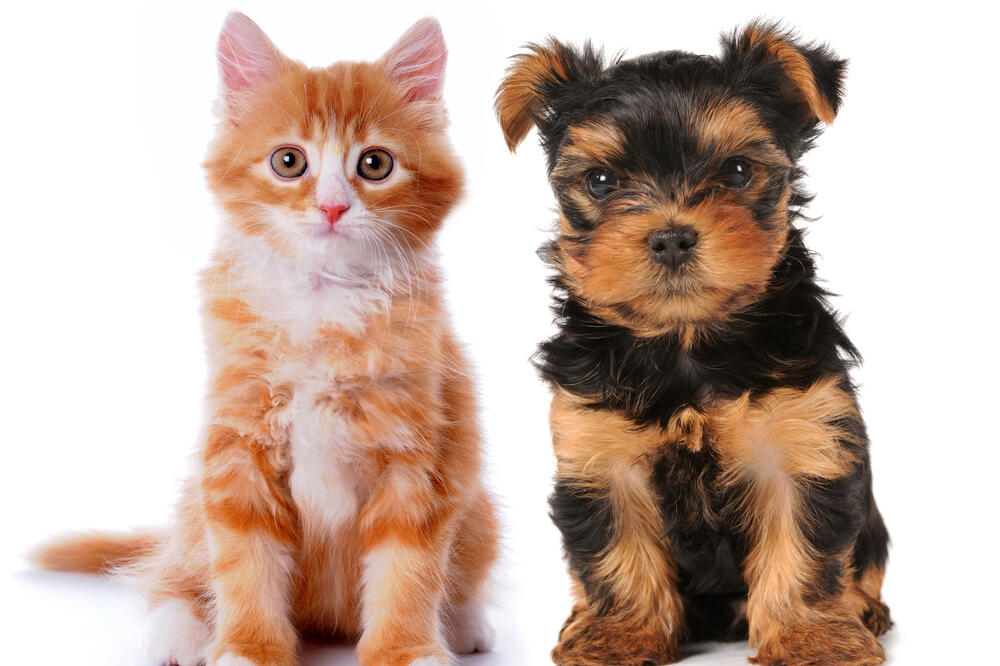 Ilustracija, Foto: Shutterstock.com