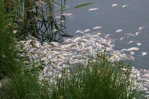 Iz jezera u Meksiku izvađeno gotovo 50 tona mrtve ribe