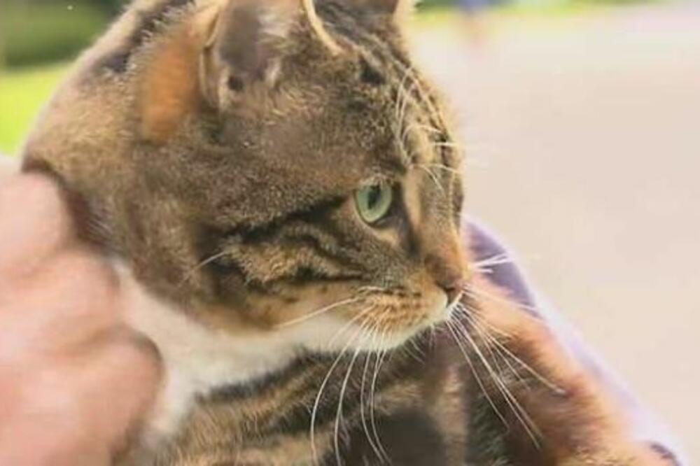 mačka koja je spasila život vlasniku, Foto: Screenshot