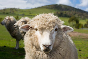 Australija: Pronađena ovca sa 20 kilograma vune na sebi