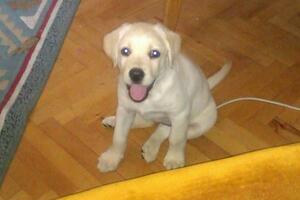 Na Starom aerodromu nestalo štene labradora