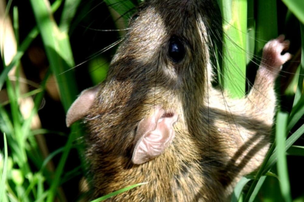 Rattus argentiventer, pacov iz pirinča, Foto: Wikimedia