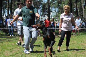 Nikšić: Za izložbu pasa prijavilo se 300 domaćih učesnika