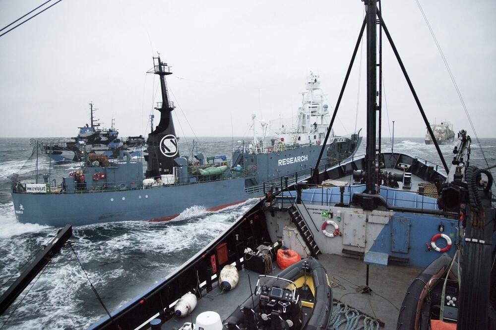 Si šeperd, Nišin Maru, Lov na kitove, Foto: Reuters
