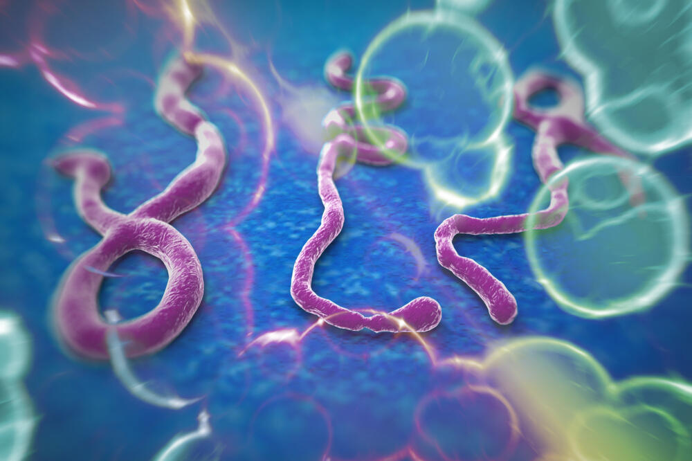 ebola virus, Foto: Shutterstock