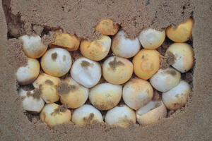 Meksiko: Uhvaćeni u švercu preko 10.000 jaja morske kornjače