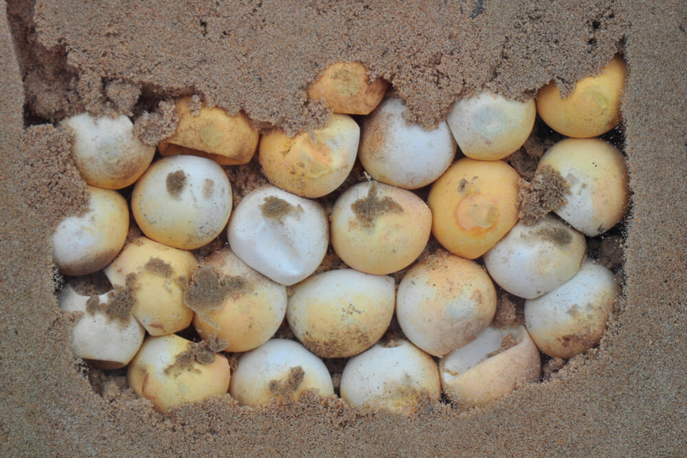 Jaja kornjače, Foto: Shutterstock