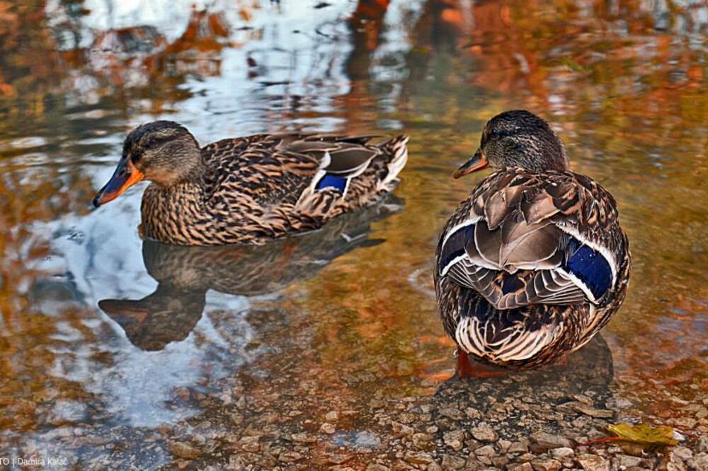 patka, Foto: Damira Kalač